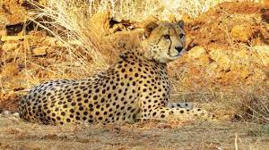 seopur, Ovan Cheetah ,Kuno National Park