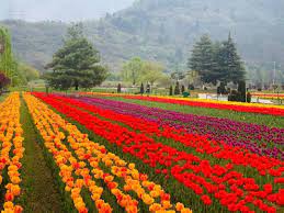 Srinagar, Crowd of tourists ,Tulip Garden
