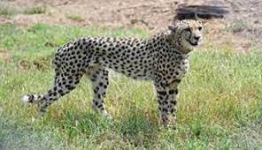 bhopal, Cheetah Oban, Namibia roaming 