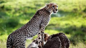 bhopal, cheetah uday , south africa died