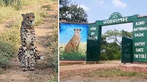 gwalior, Three more leopards ,Kuno Park