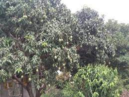 पारंपरिक खेती में मेहनत, लागत अधिक और आमदनी कम थी