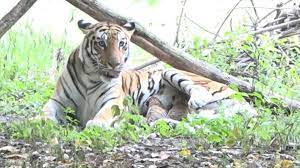 indore, tigress Jamna , three cubs 