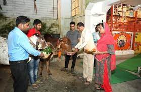 bhopal, Chief Minister Shivraj ,celebrated Pola festival 