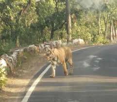 kolar बाघों का मूवमेंट