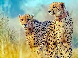 bhopal, Cheetah Project ,Kuno National Park 