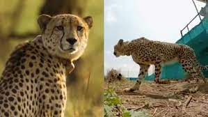 bhopal,  Kuno, two leopards 
