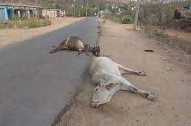 rajgarh, 7 cows dead, two injured 