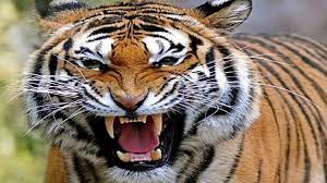 seoni, Tiger attacks , dies