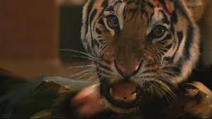 seoni,woman died ,tiger attack
