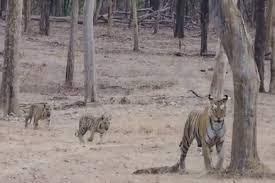 seoni,  tigress and cubs , Pench Park