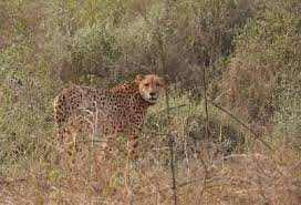 bhopal, Another leopard released , Kuno