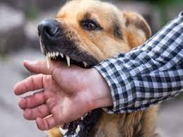 bhopal, Dog bite ,incidents increased 