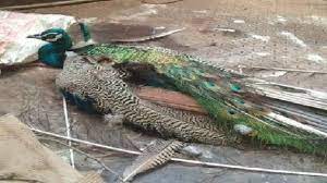 rajgarh, Five dead peacocks , two youths