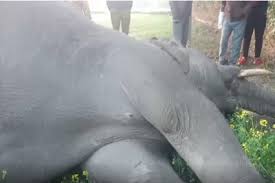 anuppur, Elephant dies ,electrocution 