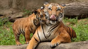 kolar tiger