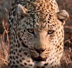dewas, Leopard attacks , pluck leaves