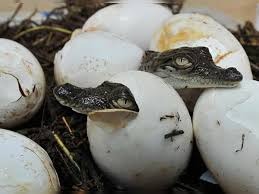 morena, Alligator cubs ,hatched from eggs