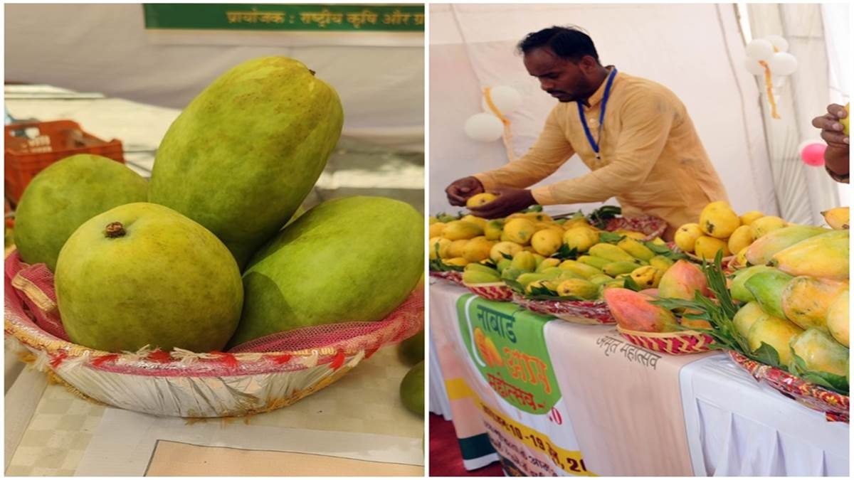 bhopal, mango festival ,June 14