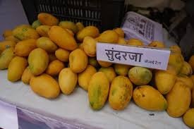 bhopal, Mango festival ,started 