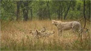 new delhi, Cheetah Gamini, Kuno National Park