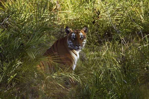 tiger kolar