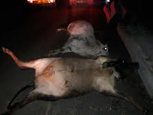 cow