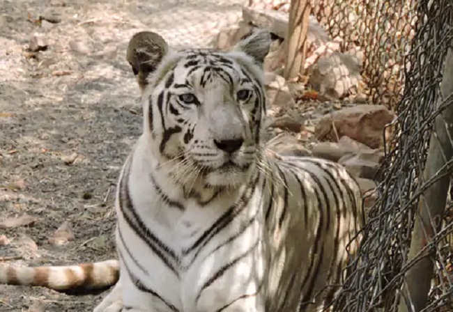 bhopal,  white tigress Riddhi , National Park Van Vihar