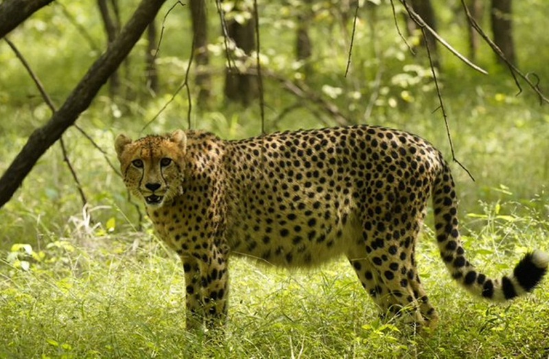 bhopal, Female cheetah 