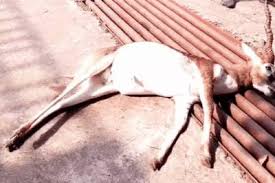 bhopal, Dead body ,black deer  