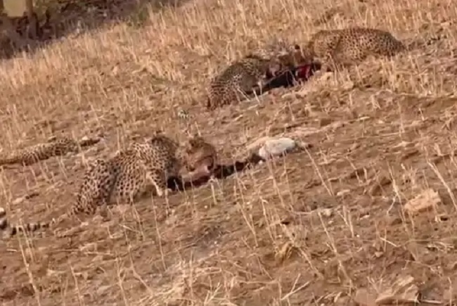 seopur,   Kuno forest, female cheetah 