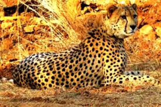 bhopal, Female cheetah Naabha, Kuno National Park