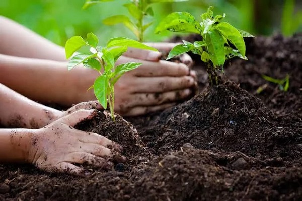 bhopal, 23 lakh saplings ,Madhya Pradesh