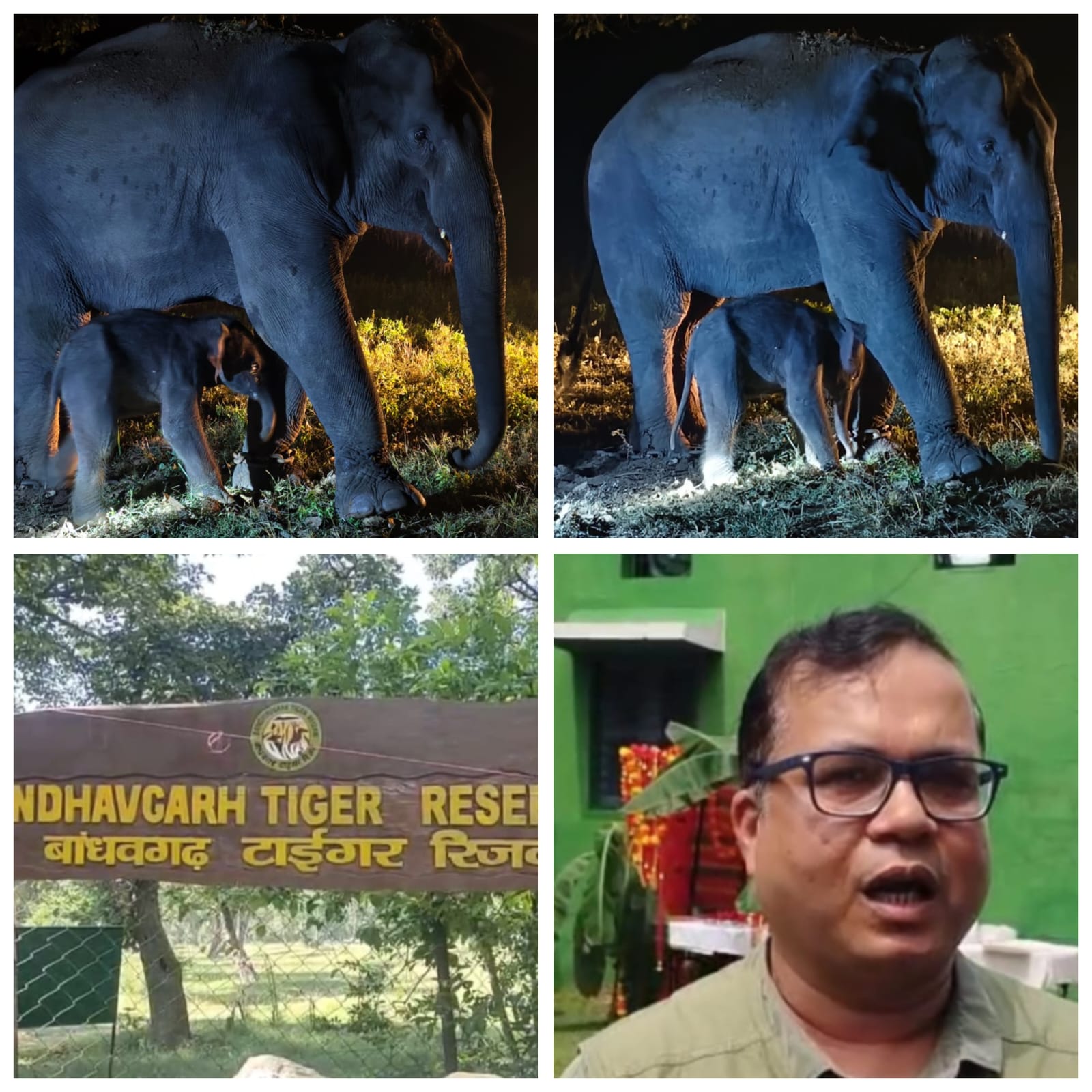 umaria, Bandhavi elephant, Bandhavgarh Tiger Reserve