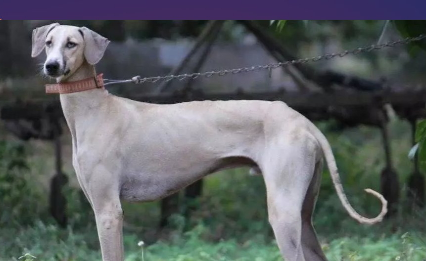 new delhi, Chhath Mahaparva ,PM