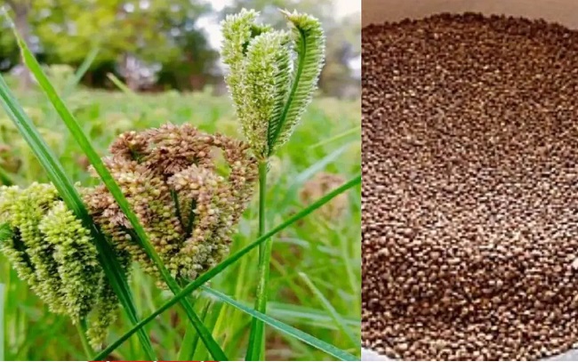 rewa,   procurement of Kodo , support price