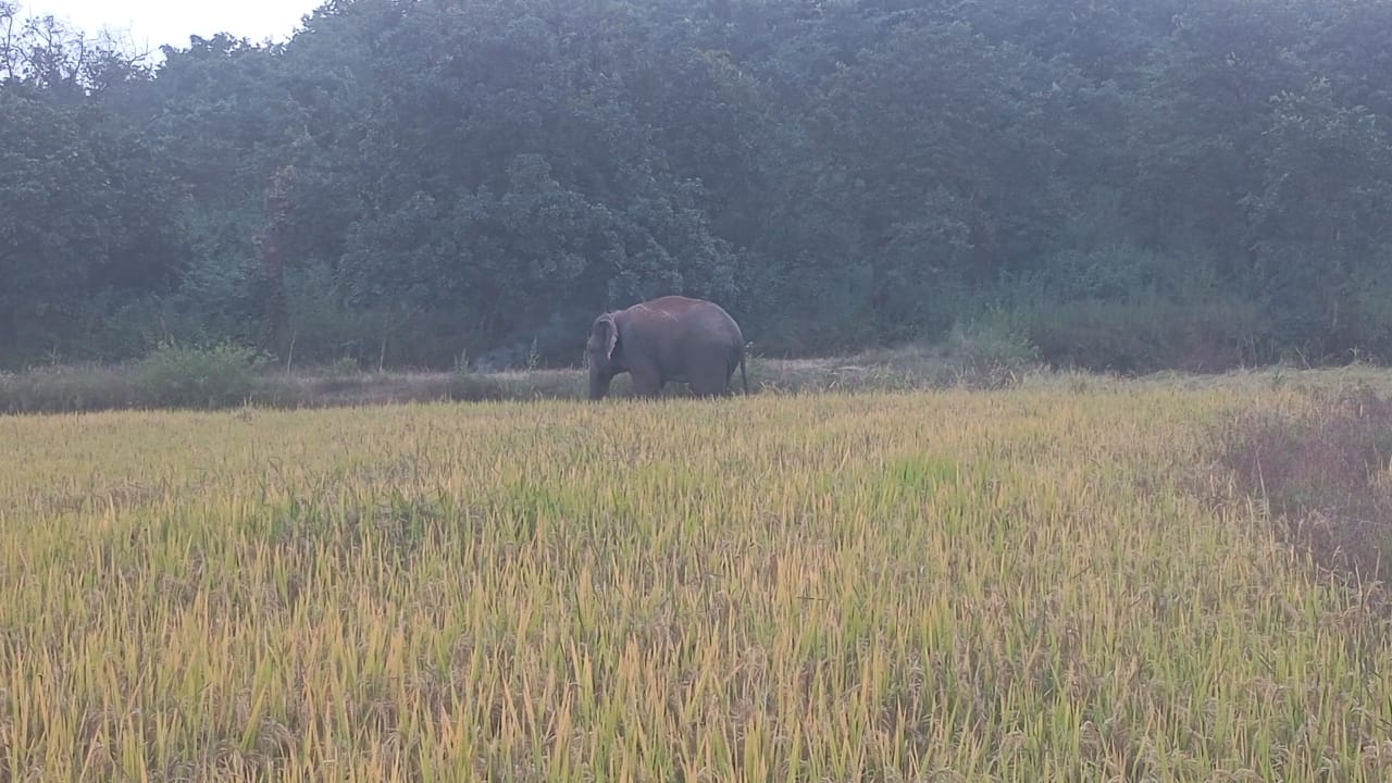 anuppur,   elephant crossed  border ,Chhattisgarh 