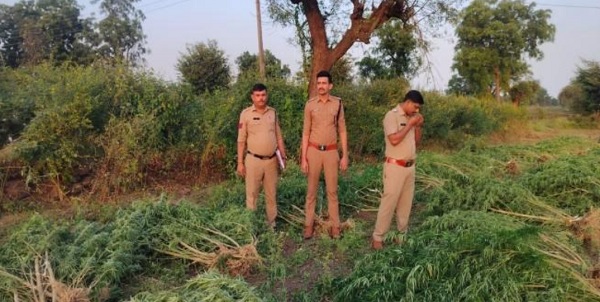 dhar,   hemp crop, cotton fields