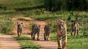अन्तर्राष्ट्रीय बाघ दिवस 
