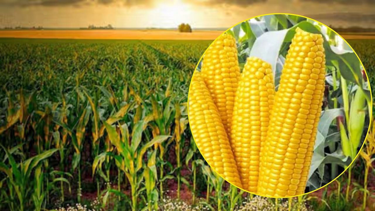  Odisha , farmers , dependent , Chhattisgarh,  traders