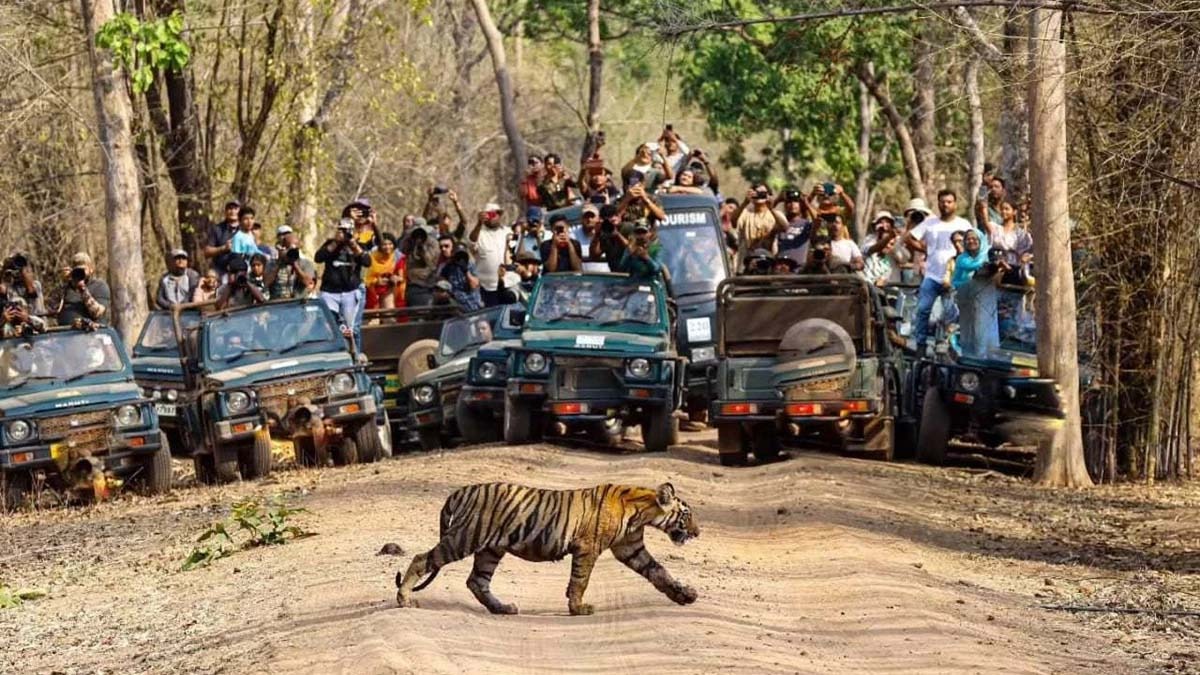 Bhopal , Mobile phones,  banned,  MP , tiger reserves
