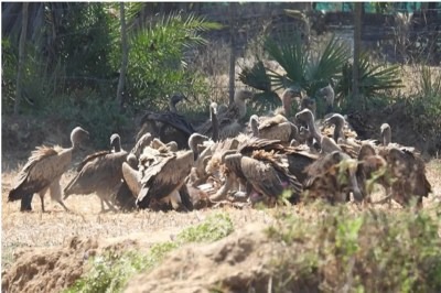 Raipur ,Indravati Tiger Reserve,  country\