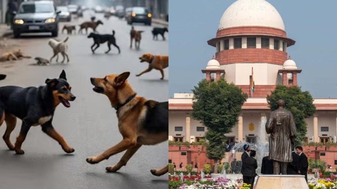 Dehli , Supreme Court,  ultimatum ,  clear streets , stray dogs