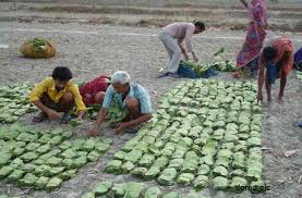 tendupatta mp