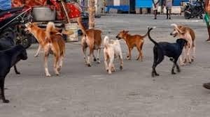 Stray dogs attack woman out for a walk, save her life due to people