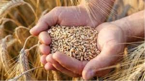 Wheat procurement begins in Madhya Pradesh from April 1; farmers to get bonus over MSP