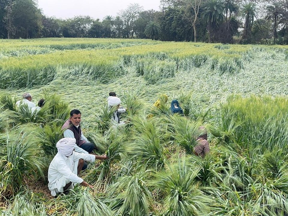 Sehore , rains ,affected,  wheat crop ,market produce