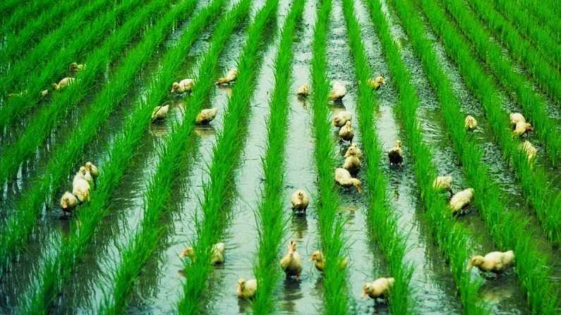  Emphasis, increasing farmers