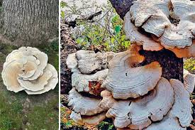  Jabalpur, One ,world\