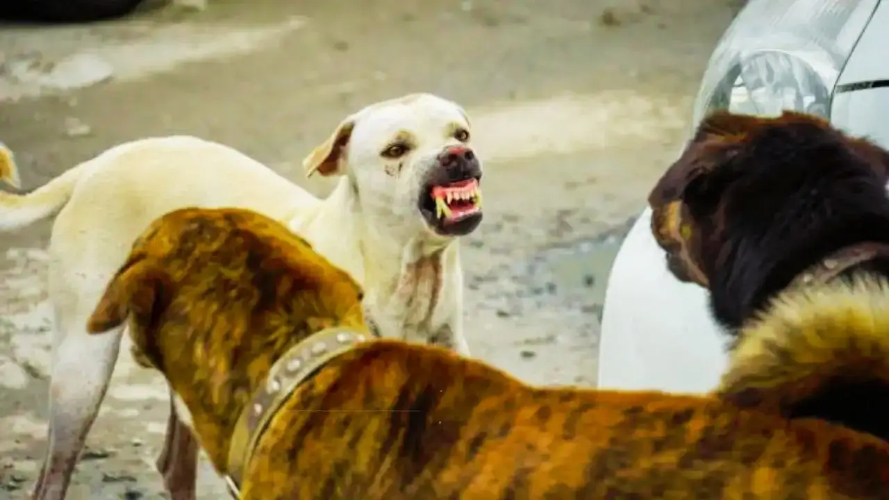  Satna, Mad dog , creates panic, 40 people injured